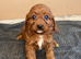 Beautiful Cavapoo Puppies