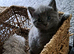 Stunning blue kittens