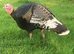 STILL WANTED A Trio of Heritage Bronze Turkeys