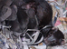 Unique coloured kits - Black self mum/Semi Angora silver hob
