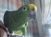 Yellow crested amazon parrot for sale