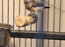 Hen owl finch