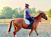 Genuine young unraced Tb gelding