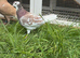 Tumbler pigeons in pocklington