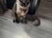 Main coon