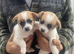 Pomeranian cross jack Russell pups