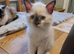 Ragdoll Kitten for sale