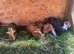 Baby guinea pigs