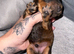 Toy poodle puppys