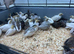 Chinese painted quail