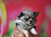 Longhair Merle chihuahua male