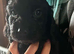 Lovely boy cockerspaniels