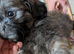 Shitzu Puppy's