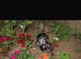 dashound’s puppies