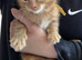 Ginger kittens