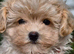 Amazing Tiny Korean Maltipoo Puppies