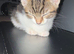 Gorgeous half bengal kittens for sale