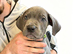 5 cane corso puppies READY TO GO