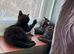 Female kitten