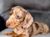 Kc registered Miniature dachshunds health clear