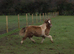 Coloured Standard Filly