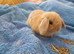 Mini lop babies