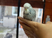 Budgies Hand Tamed
