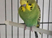 Beautiful pair split face budgies