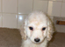 Cockerpoo