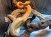 Banana Pied Royal Pythons at Birmingham Reptiles