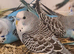 FRIENDLY BUDGIES