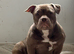 Amazing Pocket bully