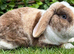 Mini Plush Lops. ready to leave