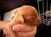 Gorgeous red cavapoo babies