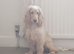 Kind and loving 7 month Show Cockerspaniel