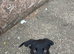 19 Week old puppy
