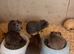 Baby guinea pigs