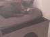Kitten