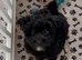 Stunning Black Maltipoo Puppies DNA Health Tested Clear Parents