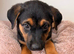 Stunning Rottweiler × German Shepherd Puppies