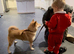 4 year old female Shiba Inu