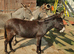 3 beautiful Donkeys for Sale