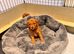 3 Cavapoochon boys