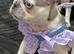 Beautiful panda pug girl