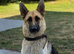 German Shepard puppies