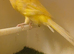 Quality Yorkshire canaries close rung Delivery Available