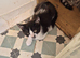 Beautiful kittens for sale
