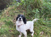Working line cocker spaniel