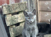 Lovely grey kitten girl