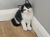 Beautiful kittens